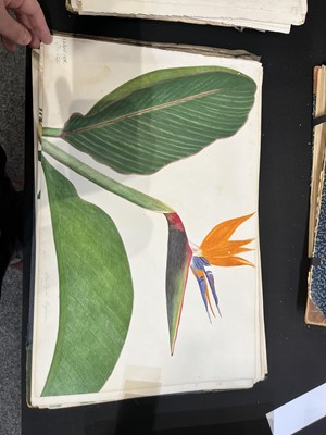 Lot 111 - Two Victorian albums of flower specimens and watercolour studies