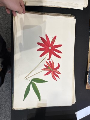 Lot 111 - Two Victorian albums of flower specimens and watercolour studies