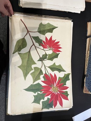 Lot 111 - Two Victorian albums of flower specimens and watercolour studies