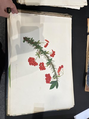Lot 111 - Two Victorian albums of flower specimens and watercolour studies