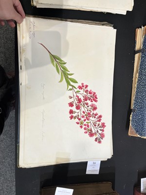 Lot 111 - Two Victorian albums of flower specimens and watercolour studies