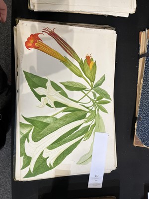 Lot 111 - Two Victorian albums of flower specimens and watercolour studies