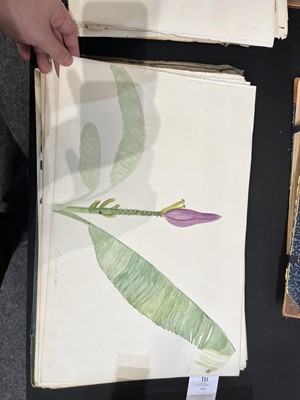 Lot 111 - Two Victorian albums of flower specimens and watercolour studies