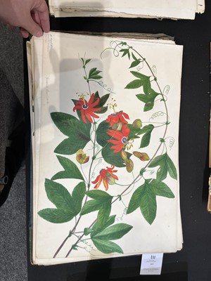 Lot 111 - Two Victorian albums of flower specimens and watercolour studies