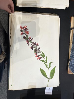 Lot 111 - Two Victorian albums of flower specimens and watercolour studies