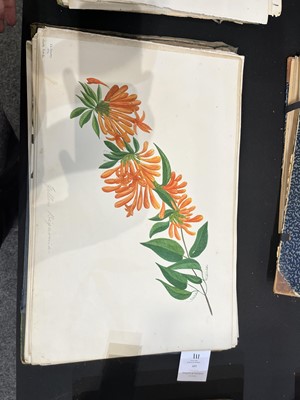 Lot 111 - Two Victorian albums of flower specimens and watercolour studies