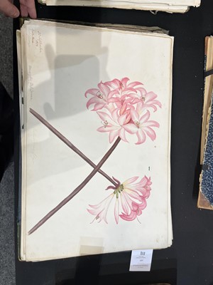 Lot 111 - Two Victorian albums of flower specimens and watercolour studies