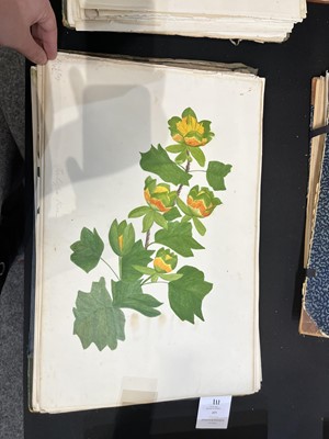 Lot 111 - Two Victorian albums of flower specimens and watercolour studies