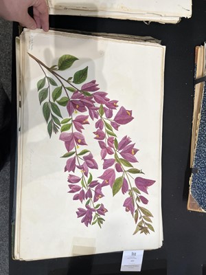 Lot 111 - Two Victorian albums of flower specimens and watercolour studies