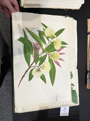 Lot 111 - Two Victorian albums of flower specimens and watercolour studies