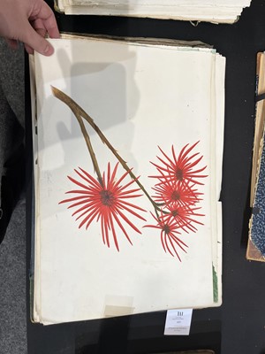 Lot 111 - Two Victorian albums of flower specimens and watercolour studies