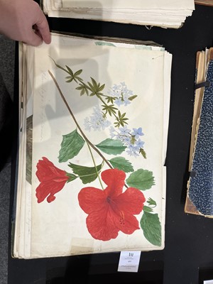 Lot 111 - Two Victorian albums of flower specimens and watercolour studies
