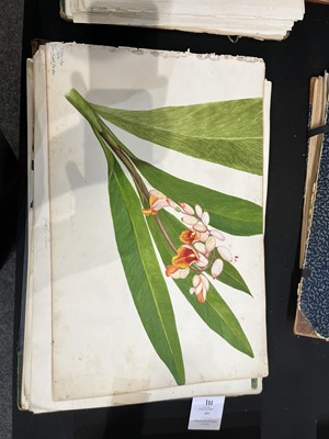 Lot 111 - Two Victorian albums of flower specimens and watercolour studies