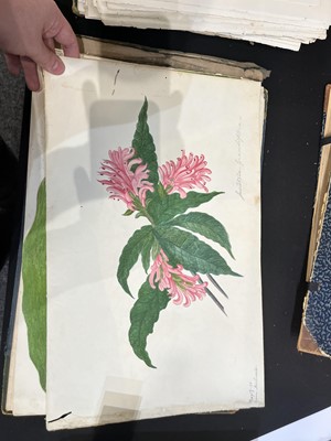 Lot 111 - Two Victorian albums of flower specimens and watercolour studies
