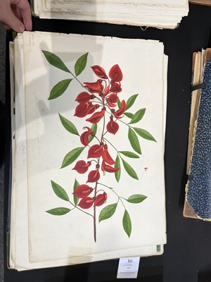 Lot 111 - Two Victorian albums of flower specimens and watercolour studies