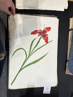 Lot 111 - Two Victorian albums of flower specimens and watercolour studies