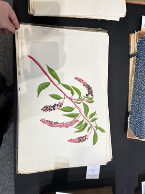 Lot 111 - Two Victorian albums of flower specimens and watercolour studies