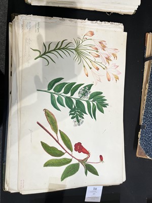 Lot 111 - Two Victorian albums of flower specimens and watercolour studies
