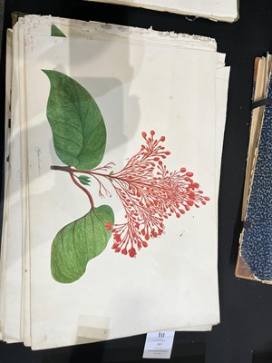 Lot 111 - Two Victorian albums of flower specimens and watercolour studies