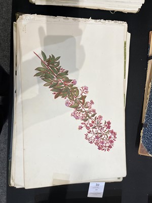 Lot 111 - Two Victorian albums of flower specimens and watercolour studies