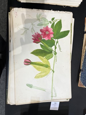 Lot 111 - Two Victorian albums of flower specimens and watercolour studies