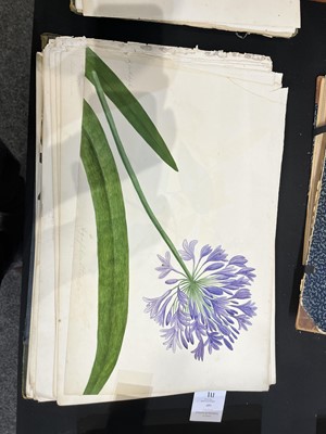 Lot 111 - Two Victorian albums of flower specimens and watercolour studies