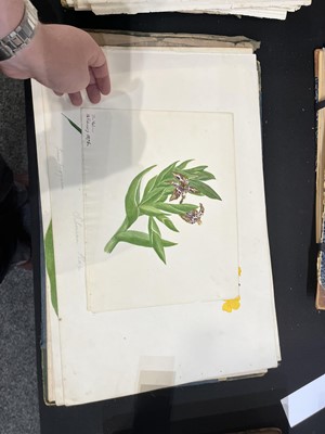 Lot 111 - Two Victorian albums of flower specimens and watercolour studies
