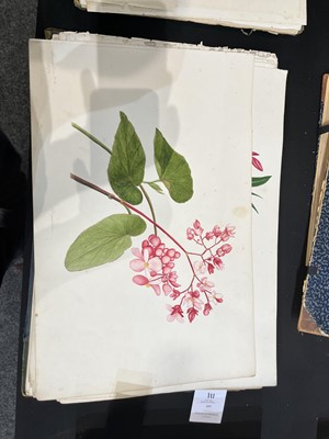Lot 111 - Two Victorian albums of flower specimens and watercolour studies
