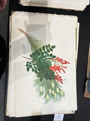 Lot 111 - Two Victorian albums of flower specimens and watercolour studies