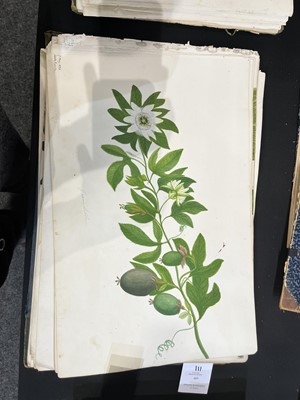 Lot 111 - Two Victorian albums of flower specimens and watercolour studies