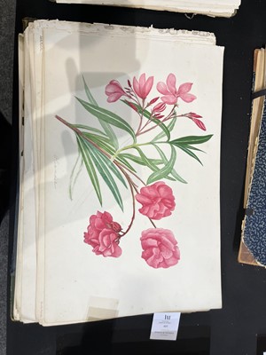 Lot 111 - Two Victorian albums of flower specimens and watercolour studies