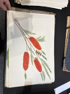 Lot 111 - Two Victorian albums of flower specimens and watercolour studies