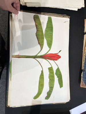 Lot 111 - Two Victorian albums of flower specimens and watercolour studies