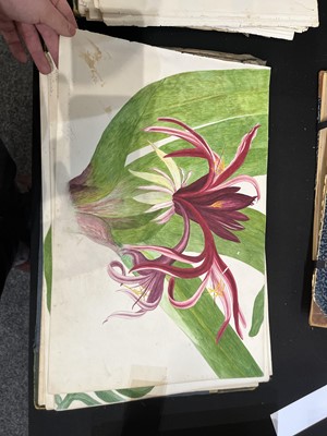 Lot 111 - Two Victorian albums of flower specimens and watercolour studies