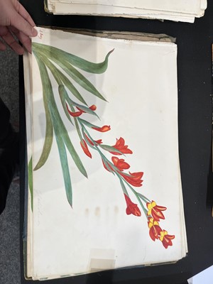 Lot 111 - Two Victorian albums of flower specimens and watercolour studies