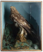 Lot 445 - An early 20th Century taxidermy golden eagle,...