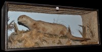 Lot 451 - An early 20th Century taxidermy otter, in...