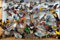 Lot 522 - A large display case of taxidermy exotic birds,...