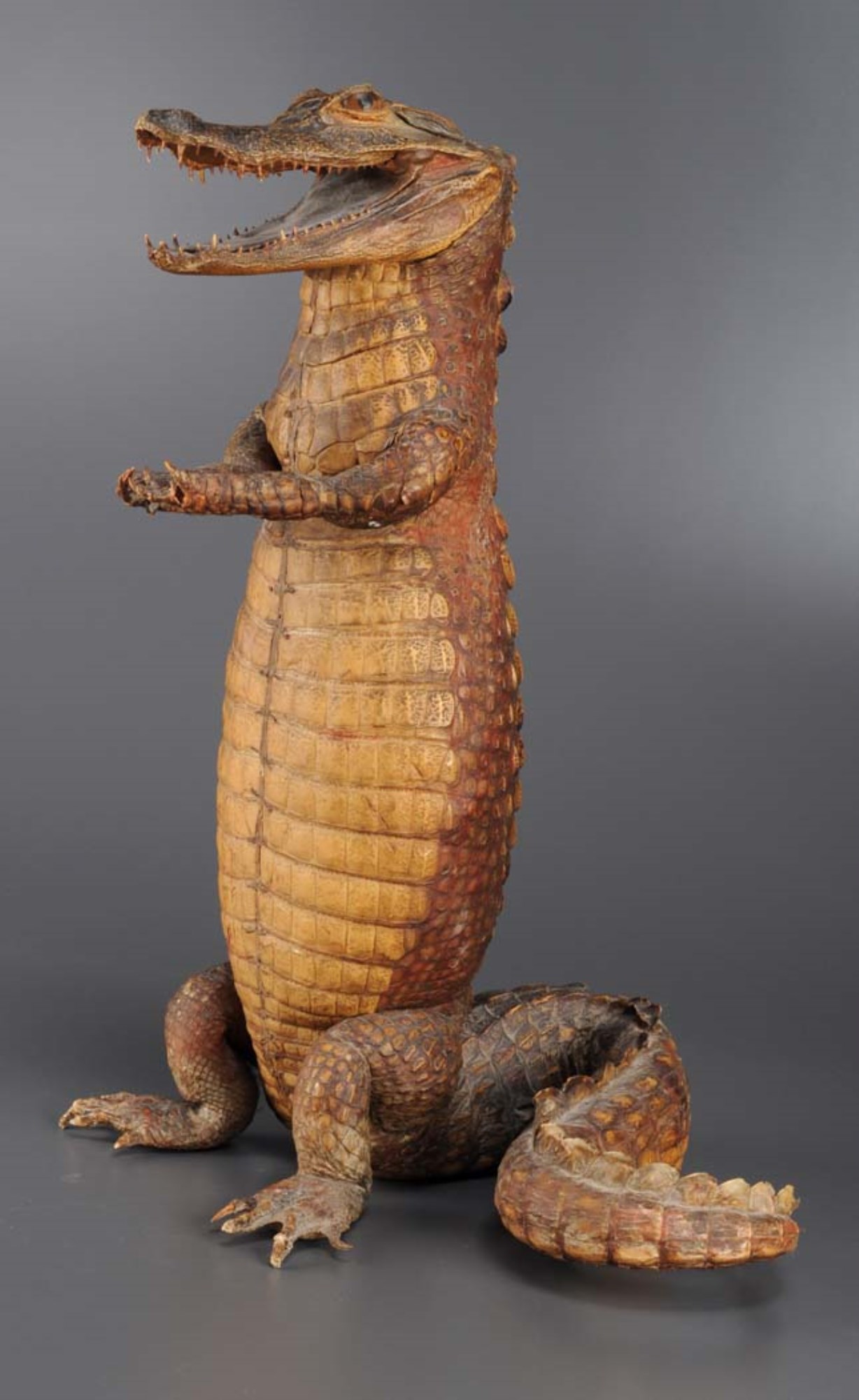 A taxidermy alligator standing on it's hind legs, it's forelegs held in front to take visiting cards